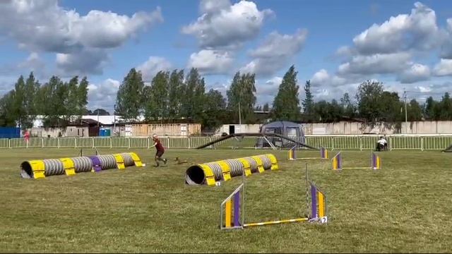 чемпионка аджилити