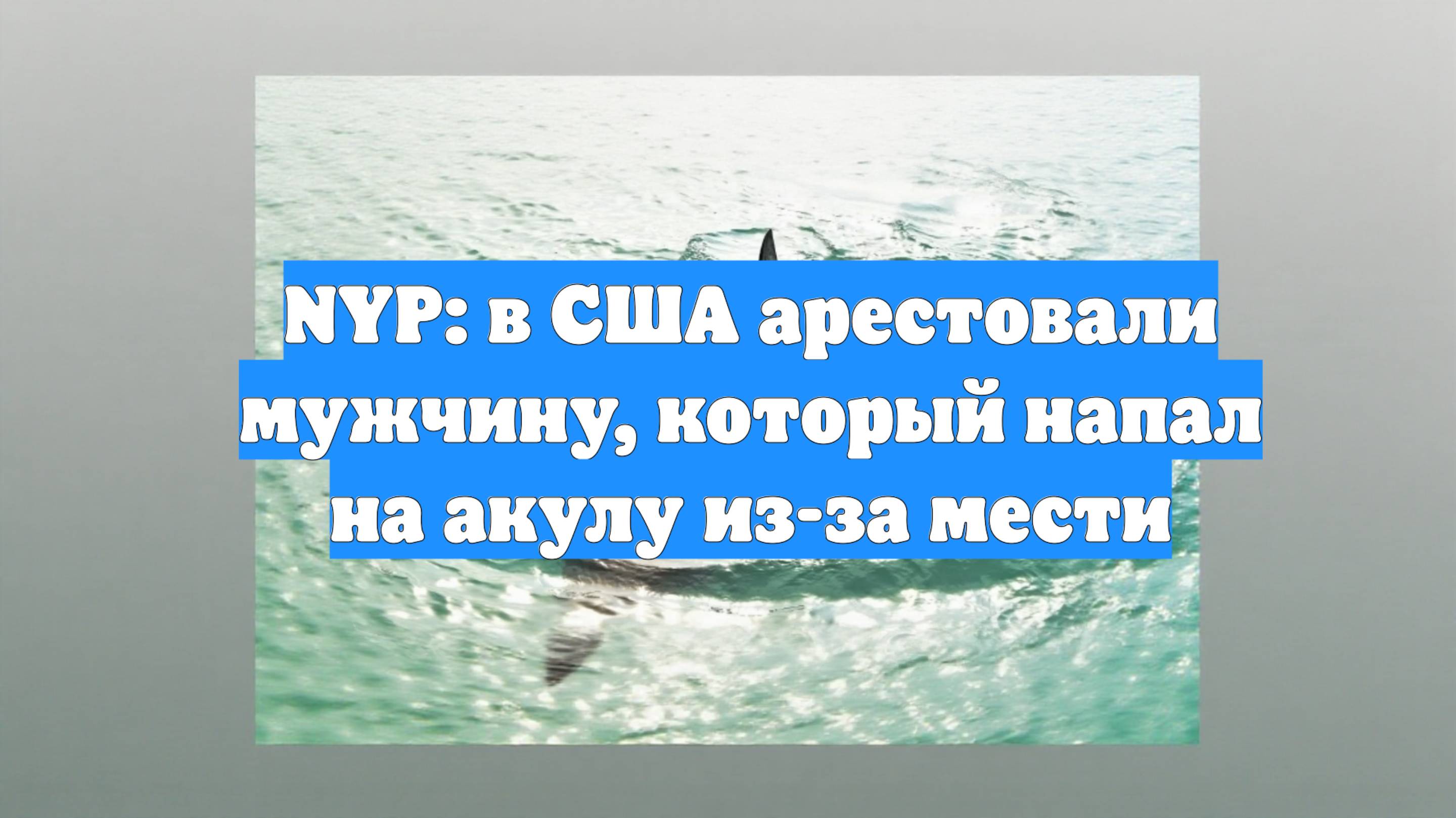 NYP: в США арестовали мужчину, который напал на акулу из-за мести
