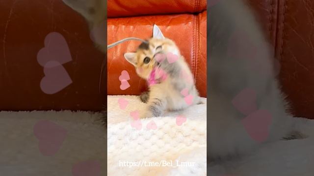 Шотландские котята Питомник Bel L’Mur
https://t.me/Eden_Bellmur