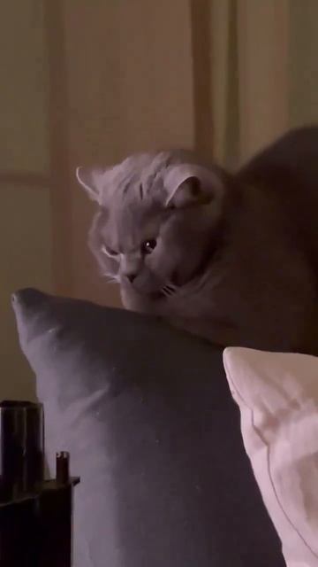 Котик недоволен😂