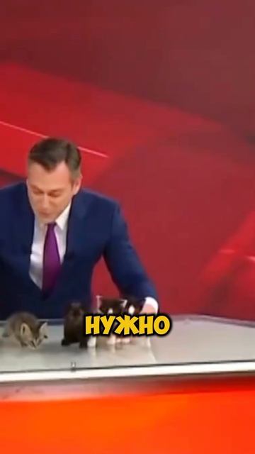 На турецком ТВ отдают котят в добрые руки [OGN]