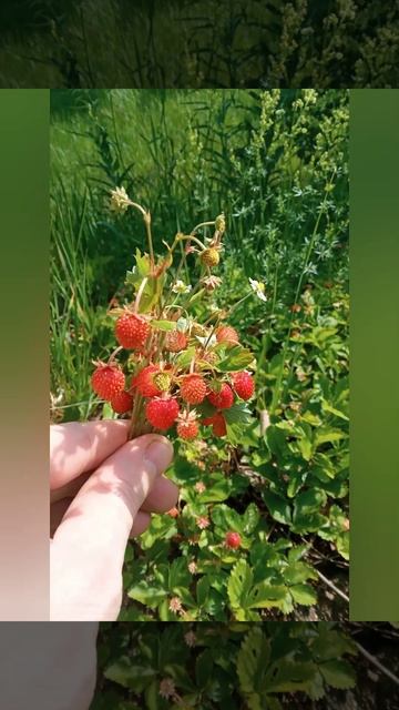 Земляника созрела 07.06.25