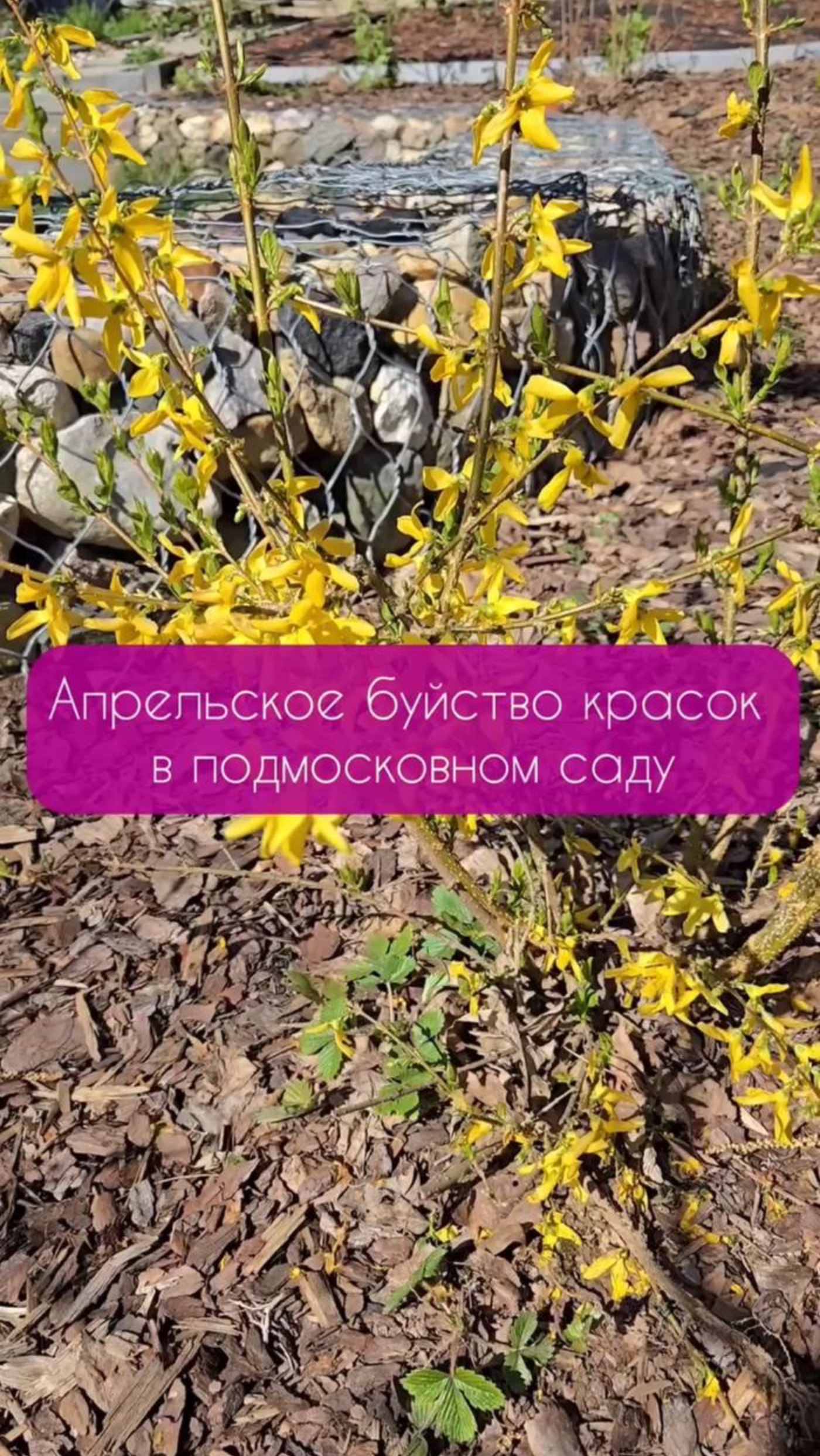 Растения, которые зацветают первыми. Подписывайтесь, в июне будет ещё краше #СадовыеНоваторы #сад
