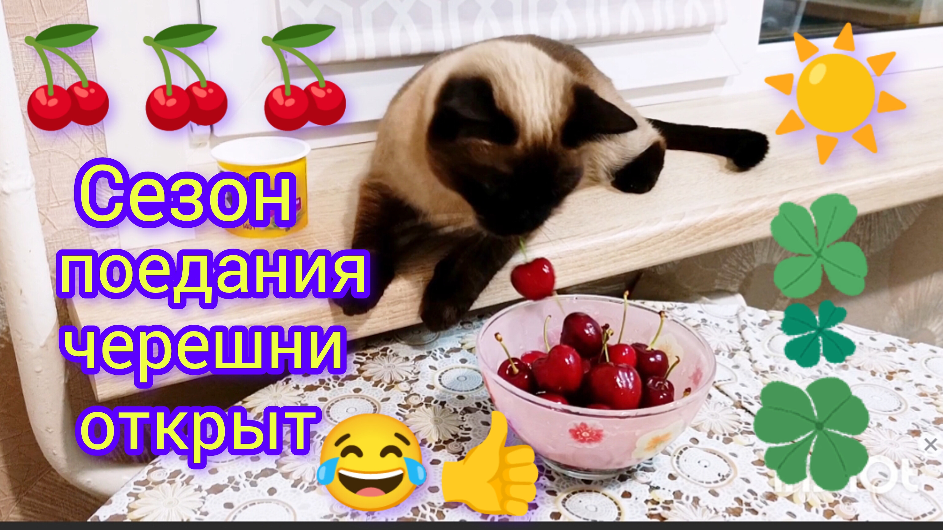 Кошка🐱Ладушка😂и🍒черешня #смешныекоты #коты с озвучкой #прикольные котики #милые кошки #котики