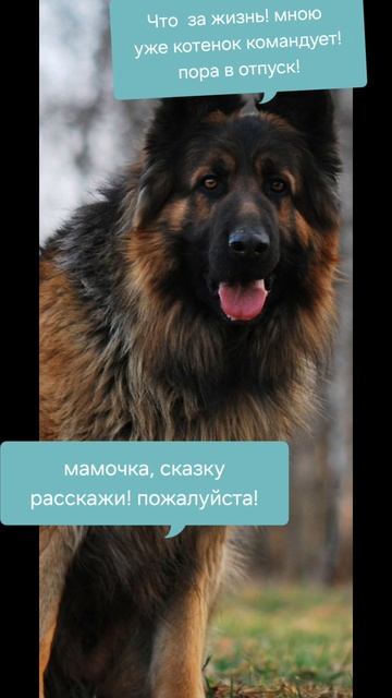 собачки