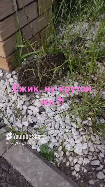 Ёжики нападают .