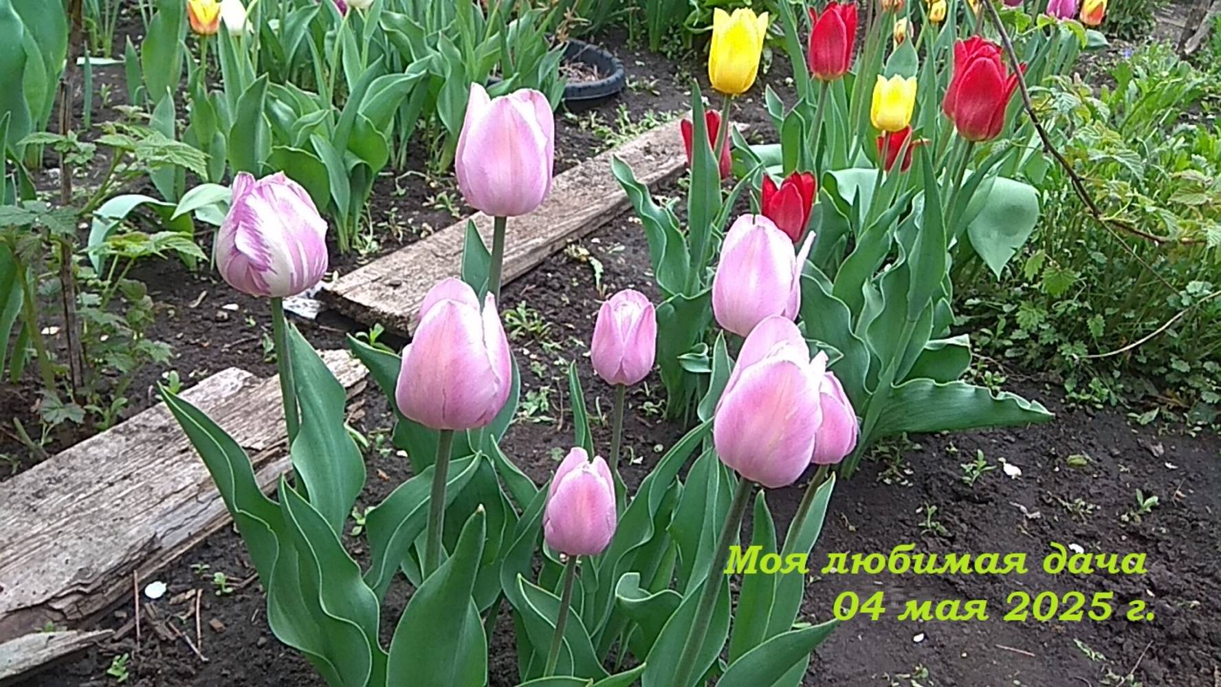 04.05.2025 _ Моя любимая дача
