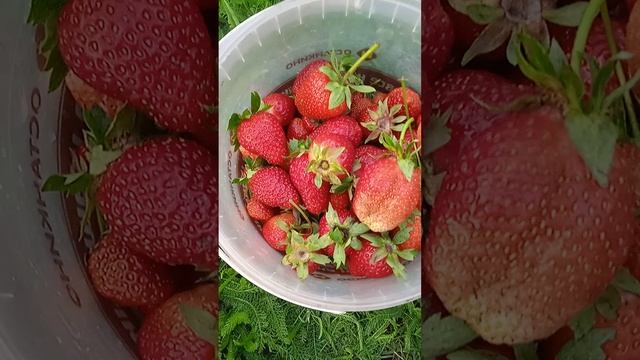 Клубничное наслаждение