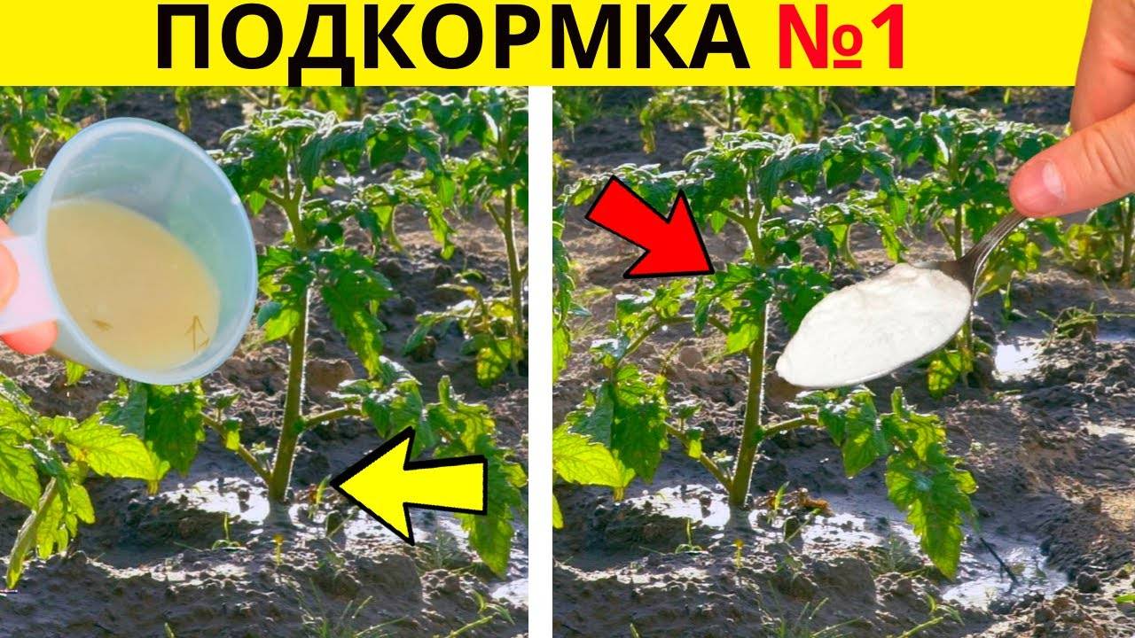 Первая подкормка томатов после высадки секреты успешного роста!