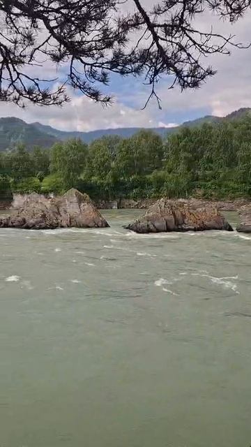 Зубы Дракона на реке Катунь — легенды и виды Горного Алтая 🐉🏞️