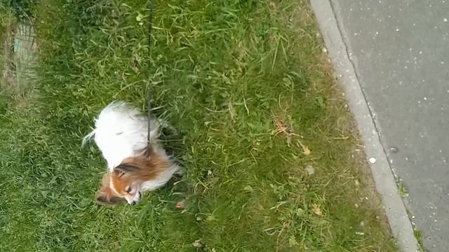 07-06-2025Платоша гуляет возле дома