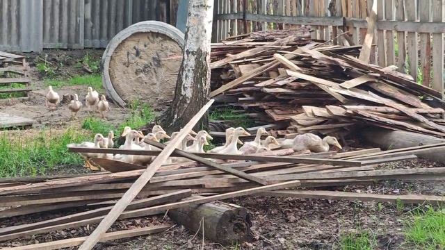 Комары размером с голову