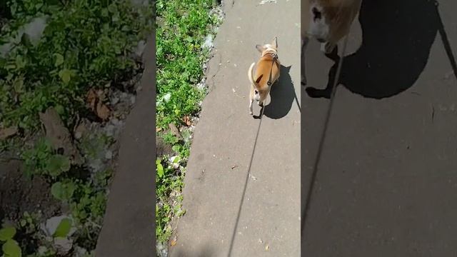Тополиный пух, июнь, Сеня как на снегу. Друзья все видео выкладываются значительно позднее чем сняты
