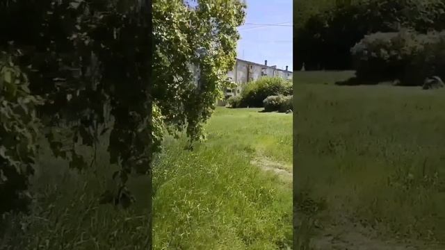 petal_20250605_173637.mp4