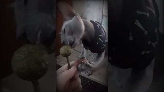 Балдежный Чупа-Чупс/Gets a kick out of Chupa Chups❤️#animals #cat #sphynx
