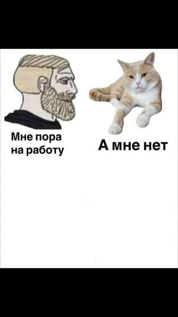 Или на работу, кожаный! #cat 🐱 #shorts