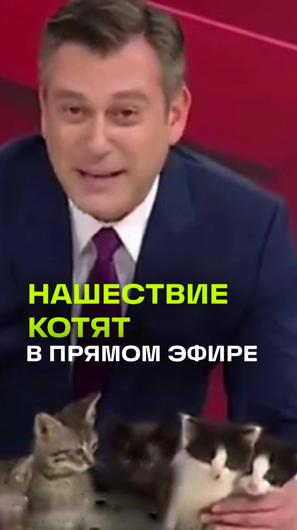 Нашествие котят в прямом эфире: пушистая революция на турецком телеканале