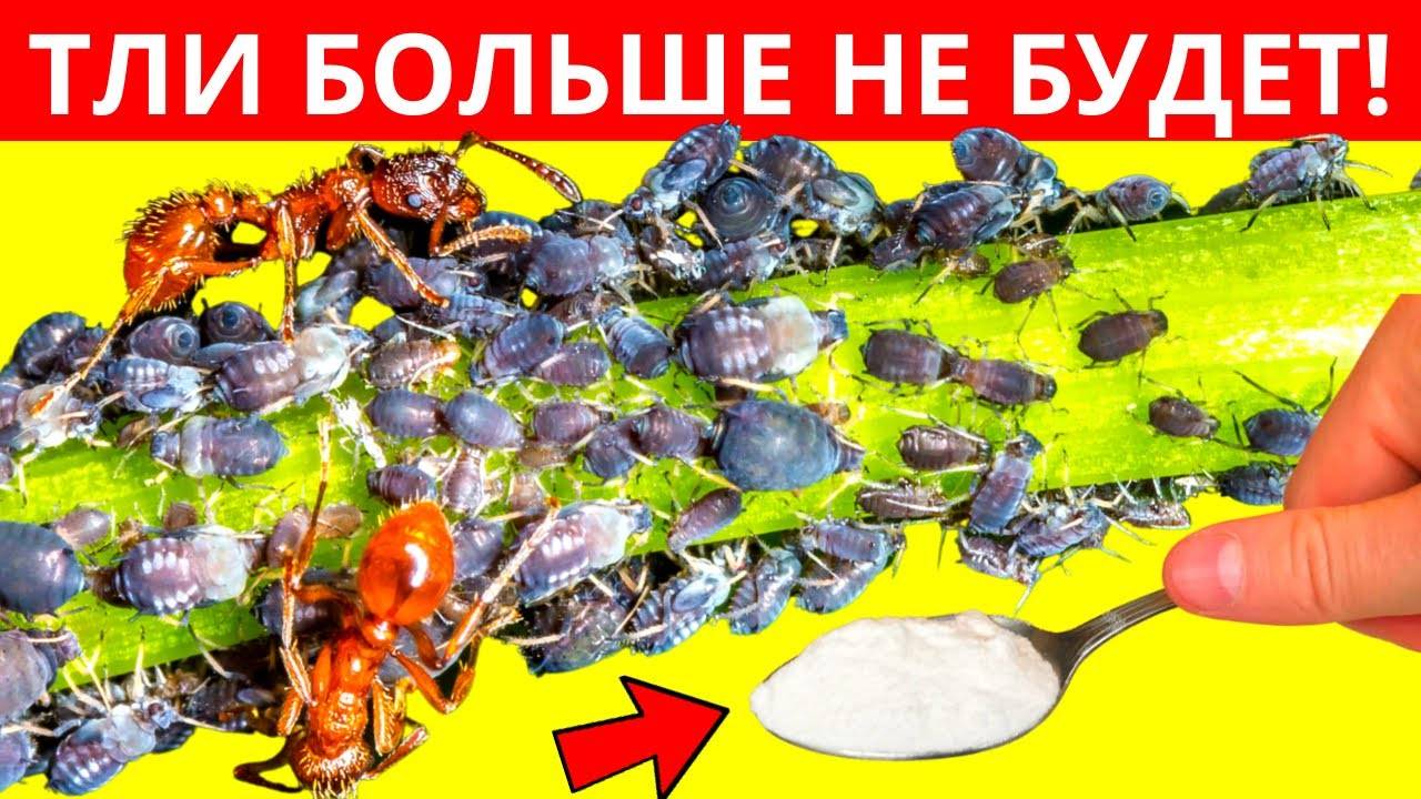 Тля исчезает мгновенно! Надёжный способ забыть о ней навсегда!