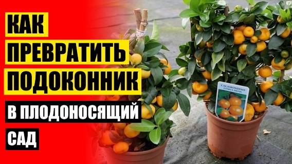 ⚪ Как посадить косточку лимона в горшок