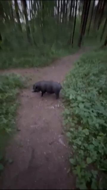 Въетнамская свинка
