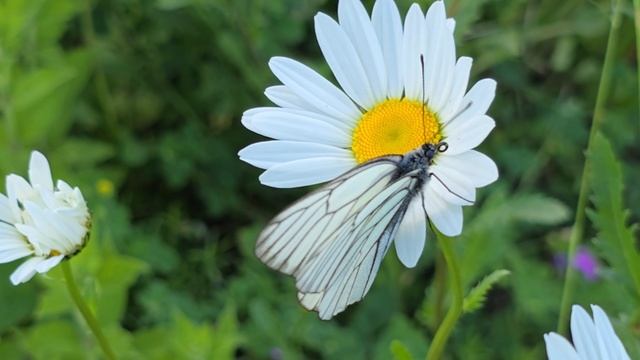 ромашка 07-06-2025