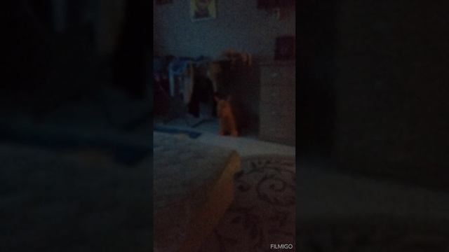 Video_20250607040049101_by_Filmigo.mp4