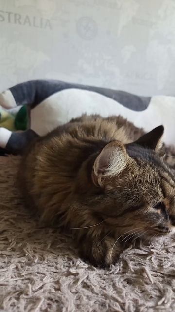 Главное, не лениться #лень #красивыйкот #сибирскийкот #cutecats #коты