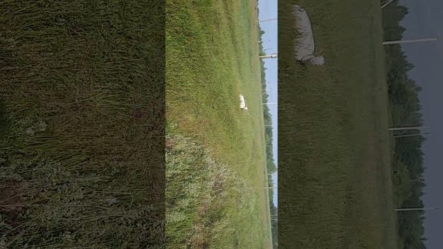 Добро пожаловать в весёлые будни нашей фермы! 🐐🌿