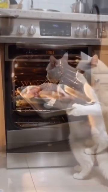 Белый кот из нейросети готовит мясо