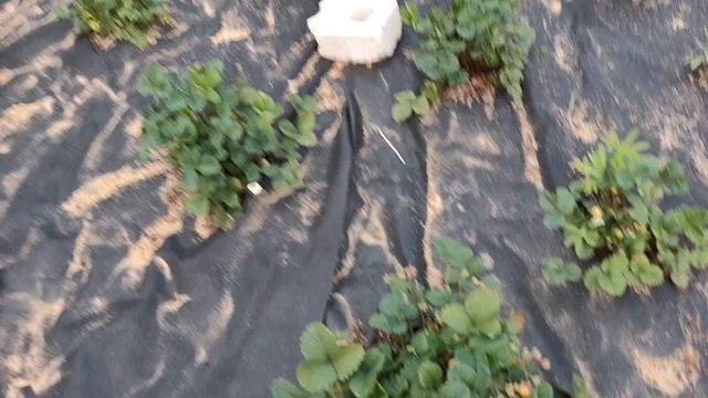 07.06.2025 первые огурцы