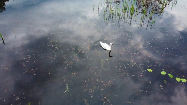 Лебедь в окресностях Эжвы