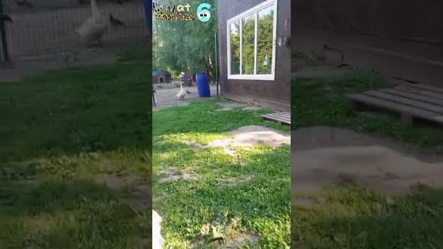 #дети#семья#тоировы#амирка#сабрина#тахмина#юмор#танцы#скетчи
