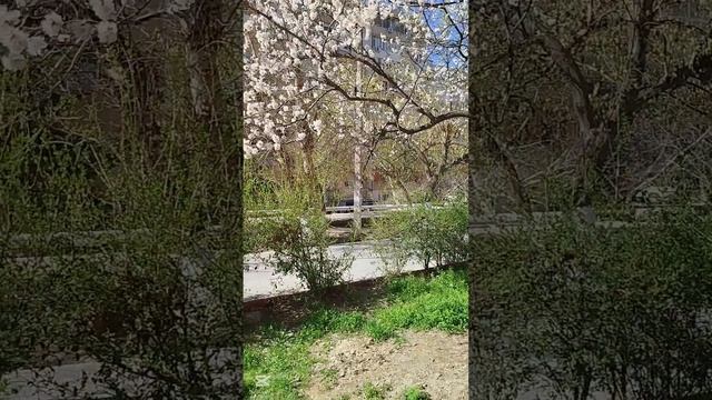 Огород преобразили.Посадили 23 куста роз.#Диляблог# #Ог?