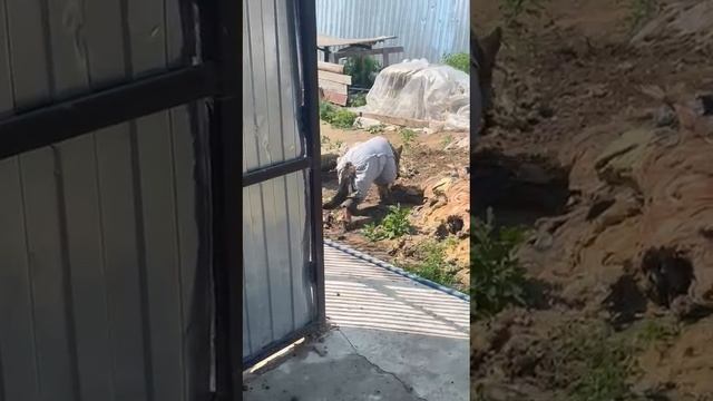 Багги на прогулке