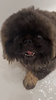 ПЕКИНЕСУ ДЕНДИКУ ЖАРКО