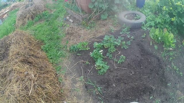 Первый опыт выращивания клубники из семян.