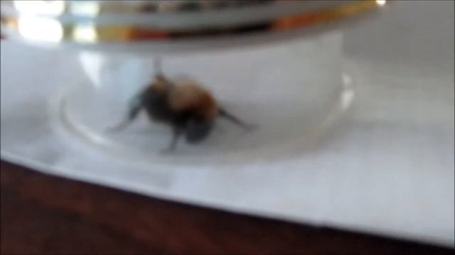 Шмель. На даче.