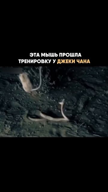 Сплинтер