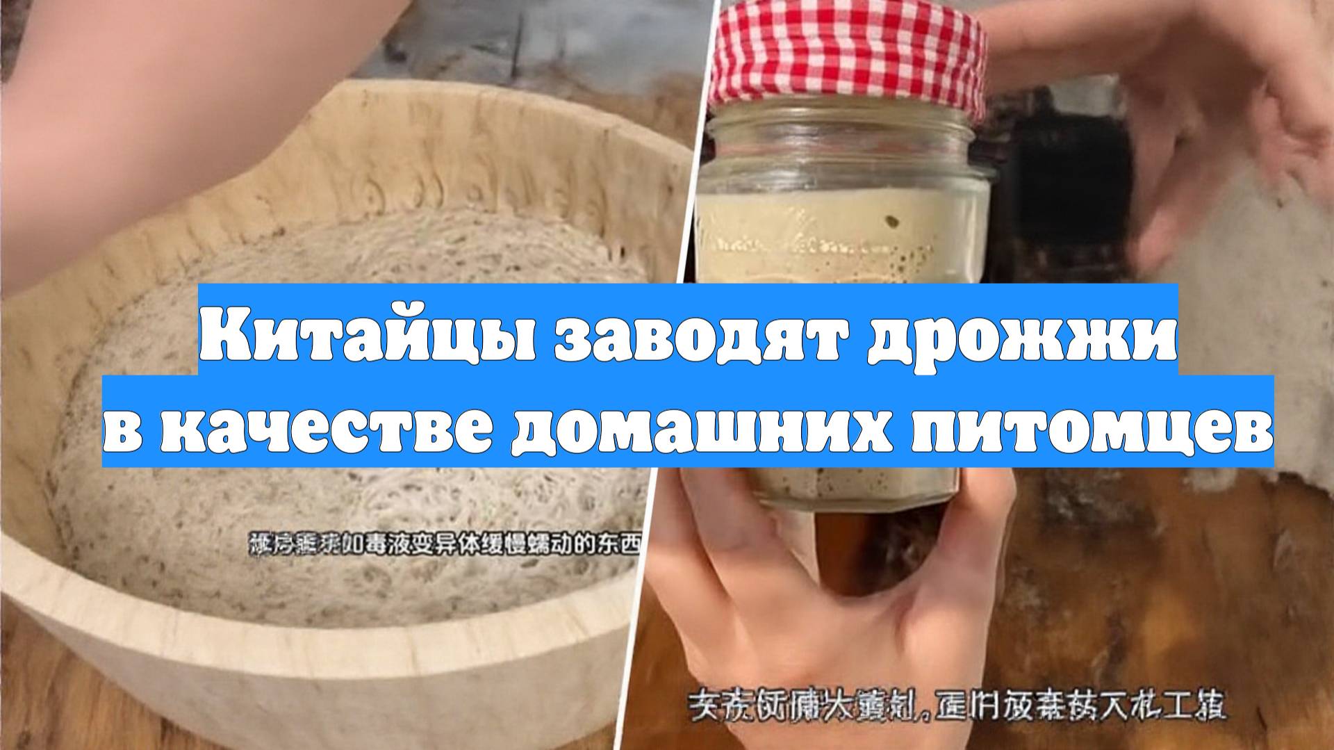 Китайцы заводят дрожжи в качестве домашних питомцев