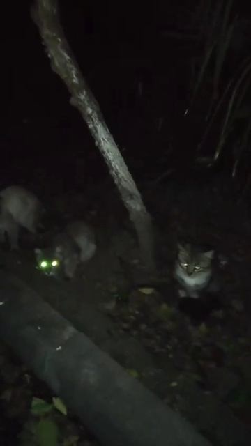 Кошки, кошки