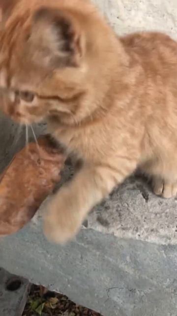 Playful ginger cat 2 #cutecat #animals #catsplaying #relaxingsounds #cuteanimals