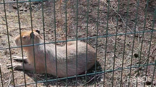 Тигрята, девочки , покажитесь 😄#zoo#озеро#настроениеве?