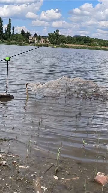 Жор карася летом