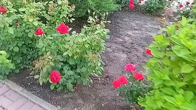 Розы 07-06-2025