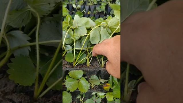 Транспортировка рассады в кассетах их херсонской область в Краснодар