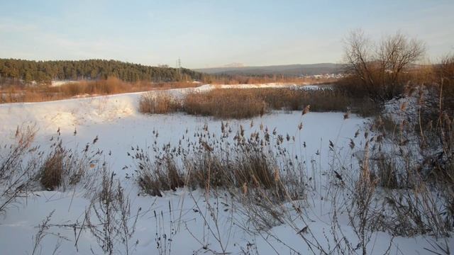Заснеженное поле с камышом рядом с затоном. Релакс. Шум ветра.