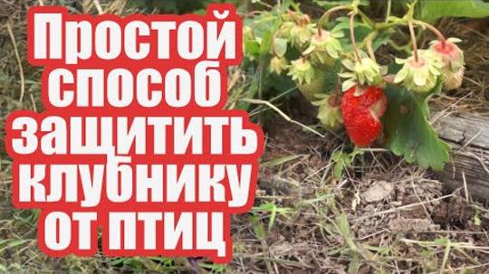 Эффективная защита клубники от птиц в 2025: лучшие способы и советы