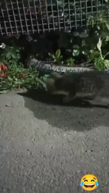 Котёнок и жаба