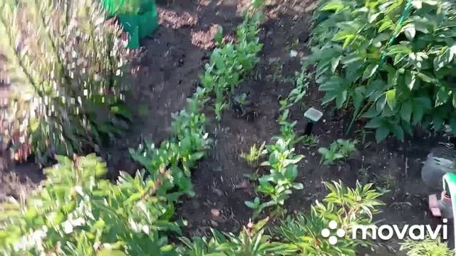 раннее утро на даче в саду/дача/сад/цветы/лето