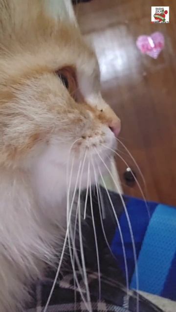 Добрый вечер от Пикселюши 🌜❤️😻